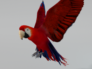 red macaw 3D Model