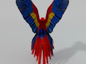red macaw 3D Model