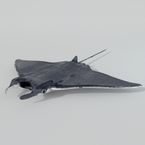 manta ray 3D 模型 .c4d .max .obj .3ds .fbx .stl .blend 