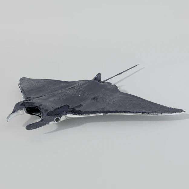manta ray 3D Model .c4d .max .obj .3ds .fbx .stl .blend 