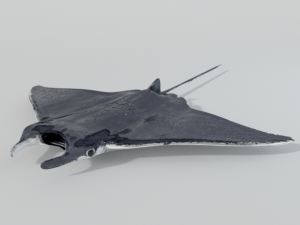 manta ray 3Dモデル