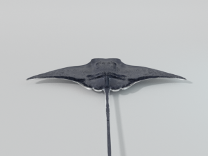 manta ray 3D 模型