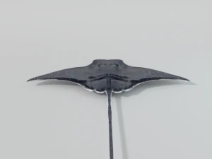 manta ray 3D Model