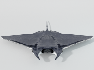 manta ray 3D 模型