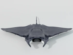 manta ray 3D Model