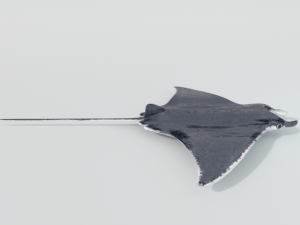 manta ray 3D 模型