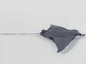 manta ray 3D Model