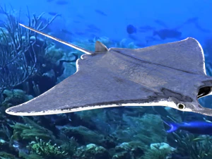 manta ray 3D Model