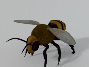 african bee 3D Model