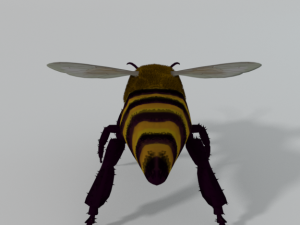 african bee 3D Модель