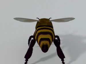 african bee 3D Model