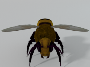 african bee 3D Модель