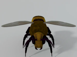 african bee 3D Model