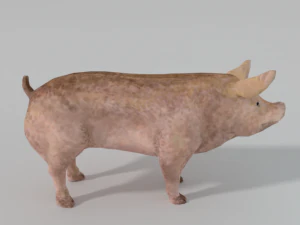 babi standar Model 3D