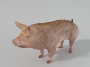 standard pig 3D 모델
