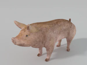 standard pig 3D Model