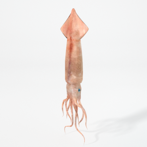 squid Modello 3D .c4d .max .obj .3ds .fbx .stl .blend 
