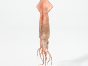 squid Modelo 3D