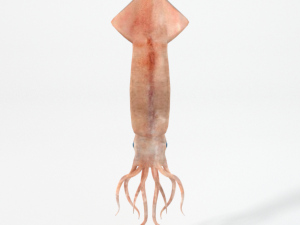 squid Modello 3D
