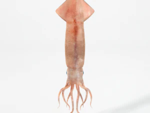 squid 3D Model