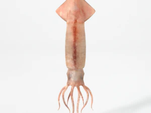 squid 3D Model