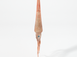 squid Modello 3D
