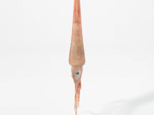 squid 3D Model