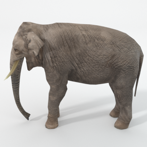 elephant 3D-Modell .c4d .max .obj .3ds .fbx .stl .blend 
