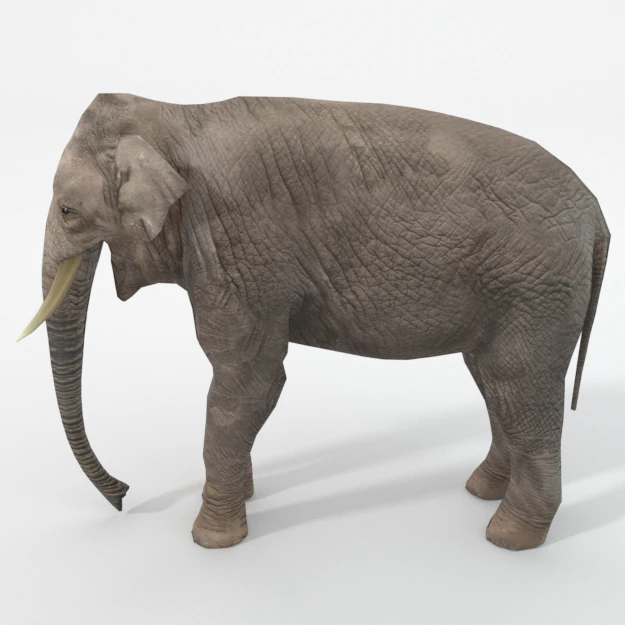 elephant 3D Model .c4d .max .obj .3ds .fbx .stl .blend 
