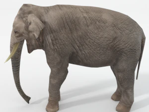elefante Modello 3D