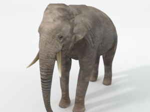 elephant 3D-Modell