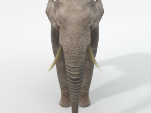 elephant 3D-Modell