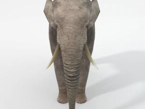 elephant 3D Model