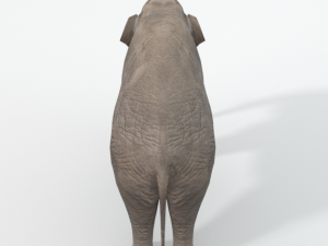 elephant 3D-Modell