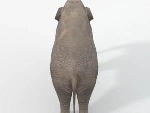 elephant 3D Model