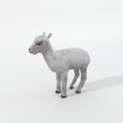 little sheep 3D Model .c4d .max .obj .3ds .fbx .stl .blend 