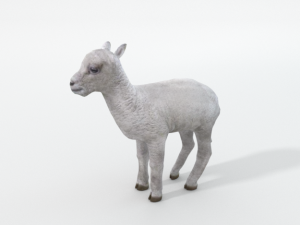 little sheep 3D Model