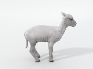 little sheep 3D Model