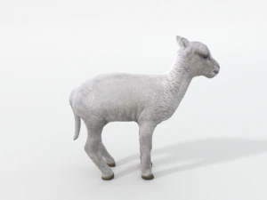 little sheep 3D Model