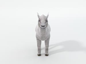 little sheep 3D Model