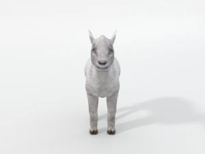 little sheep 3D Model