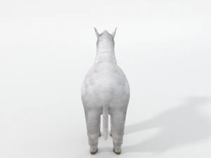 little sheep 3D Model
