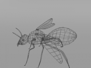 horned ant hormiga culona Modèle 3D