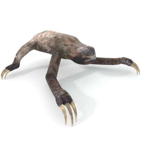 sloth Modelo 3D .c4d .max .obj .3ds .fbx .stl .blend 