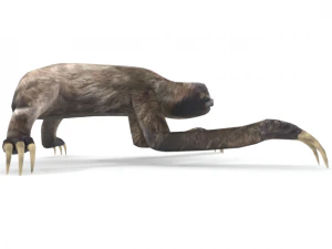 sloth 3D Model