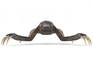 sloth 3D Model