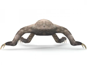 sloth 3D Model