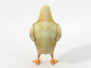 chick 3D Model