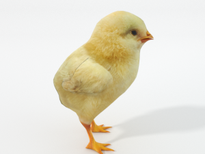 chick 3D Модель