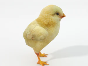 chick 3D Model